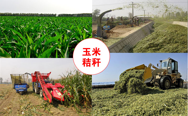 1482216062136135.jpg 玉米秸稈.jpg