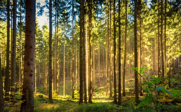 如果環(huán)境氣候破壞事件持續(xù)的增加，那么這些外部因素將導(dǎo)致對顆粒燃料的更高需求