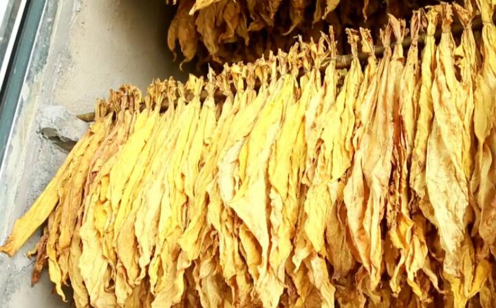 “烘烤出來的煙葉非常漂亮，色澤勻稱鮮亮，不像以前燃煤烘烤容易掛灰，鋸末顆粒機(jī)的顆粒燃料烤煙既環(huán)保又降低了勞動(dòng)強(qiáng)度。”在該村溠水坪烘烤工場(chǎng)，種植戶張國輝忙著將一桿桿“黃金葉”從生物質(zhì)新能源烤房中取出，他對(duì)“綠色烘烤”贊不絕口。