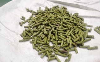 鋸末顆粒一噸能賺多少？顆粒機廠家給你算了一筆賬